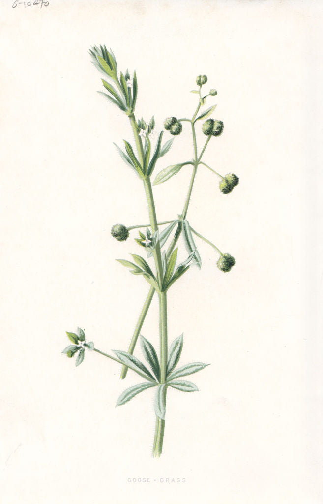 FLOWERS. Goose-Grass c1895 old antique vintage print picture